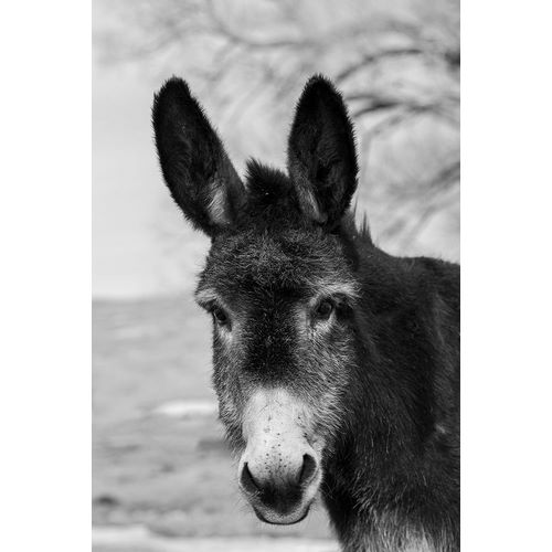 Hopkins, Cindy Miller 아티스트의 USA-Colorado-Westcliffe Music Meadows Ranch Cute old ranch donkey-face detail작품입니다.